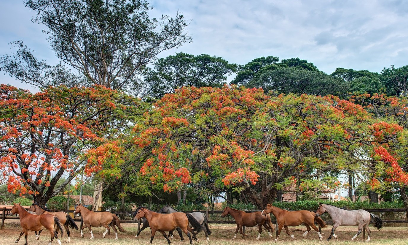 Criação de cavalos cresce em SP e mercado projeta cenário positivo