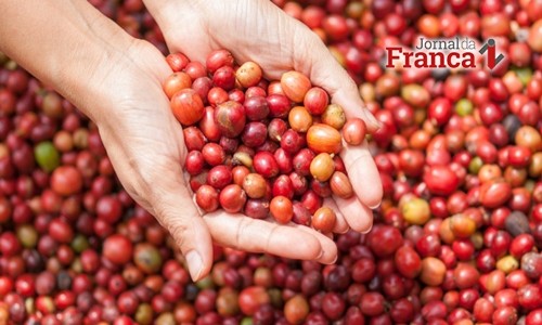 Safra de café do Brasil é recorde com 59,6 milhões de sacas de 60 kg