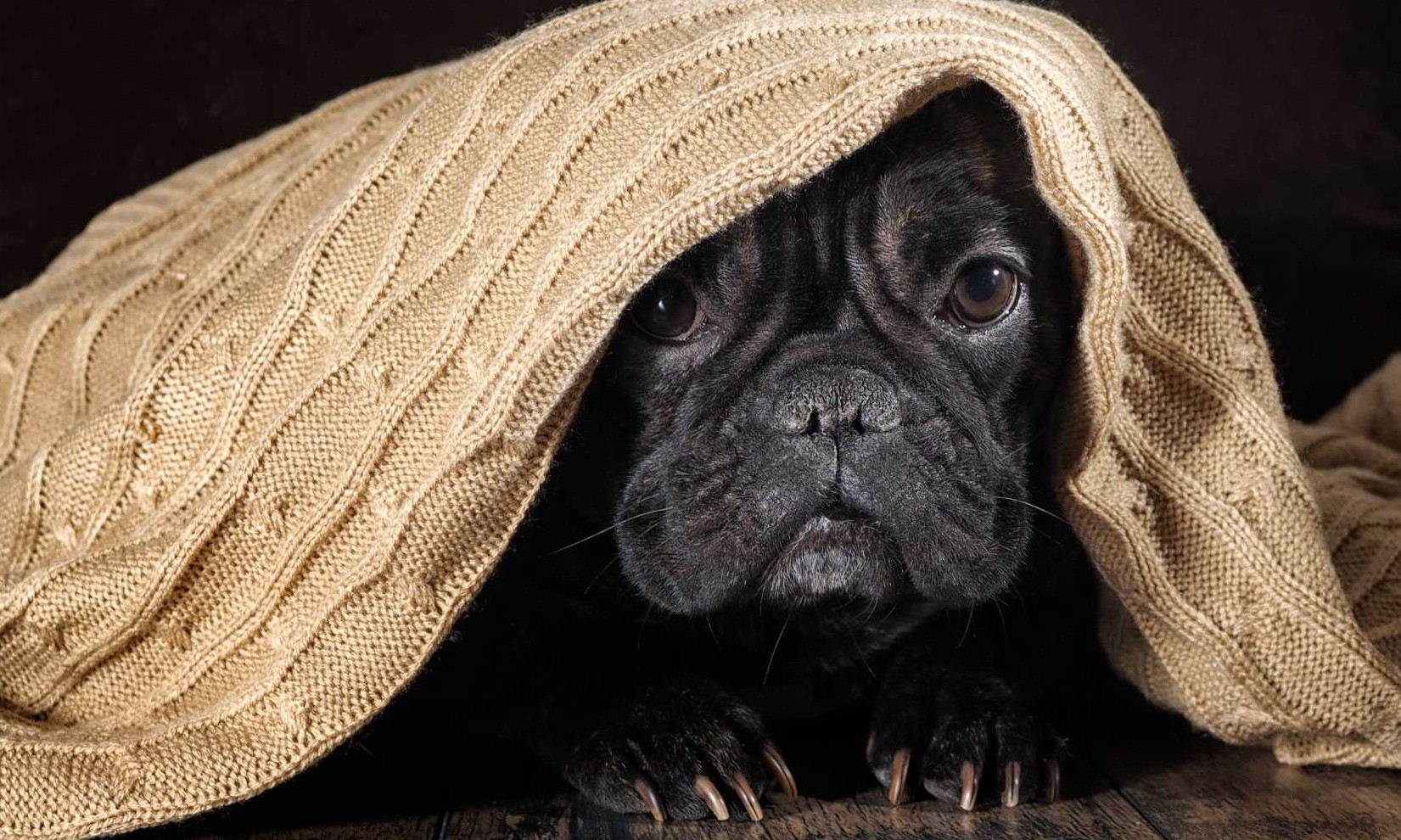 Saiba como reduzir o estresse dos animais durante as datas festivas