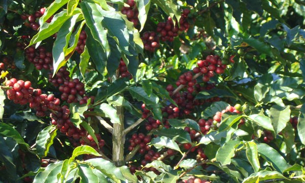 Safra paulista de café terá crescimento de mais de 29% até fim de 2018