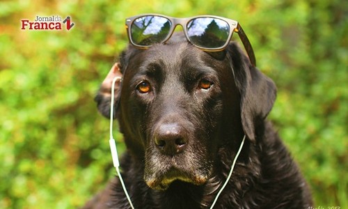 Dez dicas simples para resolver o medo de fogos de artifícios em cachorros