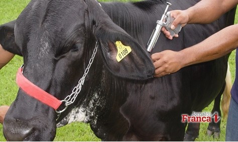 Campanha de vacinação contra a febre aftosa é prorrogada em oito estados
