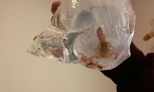 Cuidado! Aparecimento de animais peçonhentos aumenta no verão