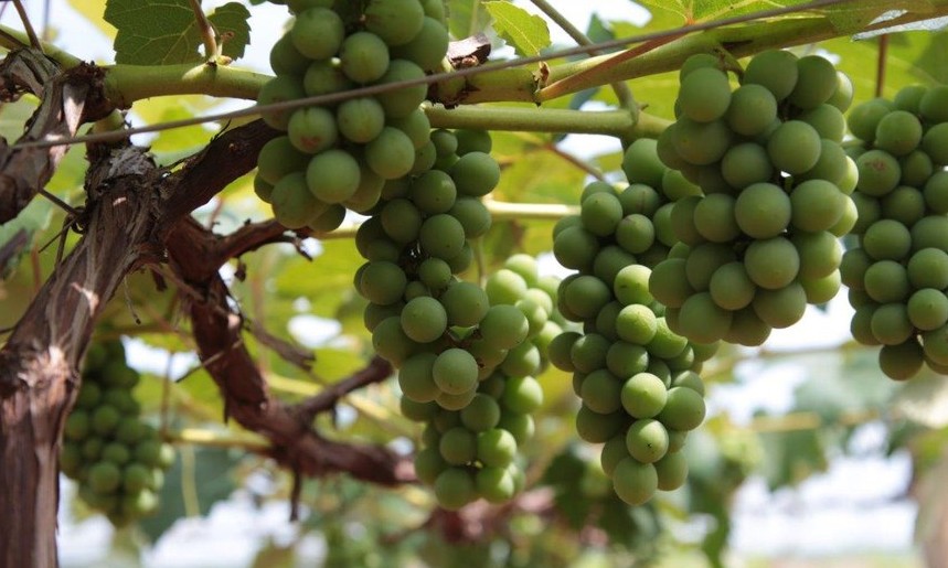 Produtores investem no cultivo de uvas na região de Ribeirão Preto