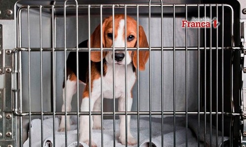 Direitos dos animais continuam em debate no Congresso em 2019