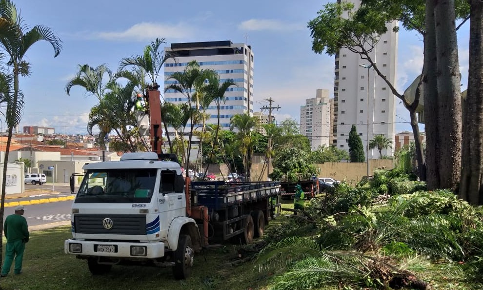 Prefeitura de Franca intensifica poda de árvores: são mais de 100 por mês