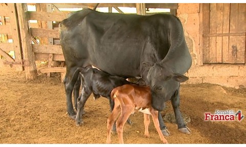 Vaca dá à luz bezerros gêmeos, mas de sexos diferentes em Pedregulho
