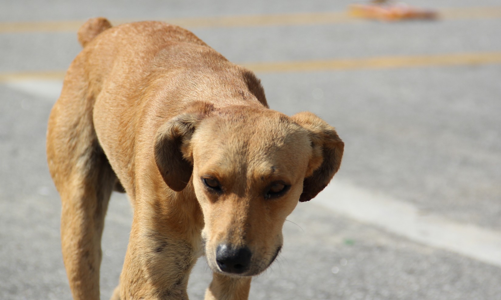 Adoção e posse de animais podem reduzir número de animais de rua