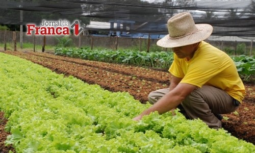 Previsão do tempo: clima já interfere no preço das verduras. Entenda
