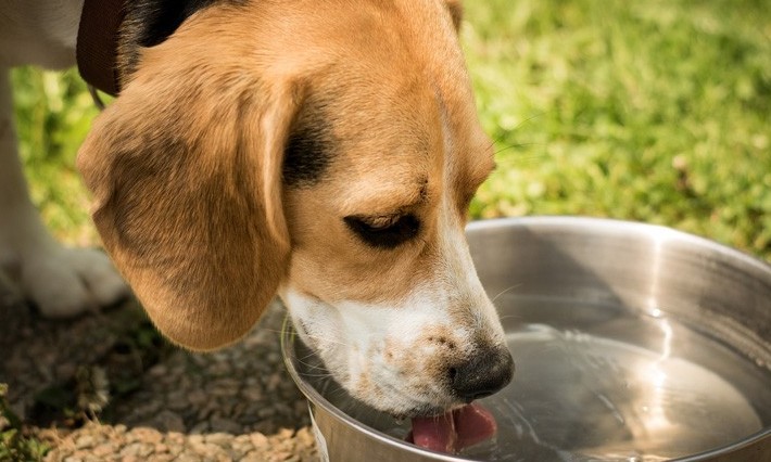 Aprenda como deixar os cães protegidos e saudáveis para se divertir no verão
