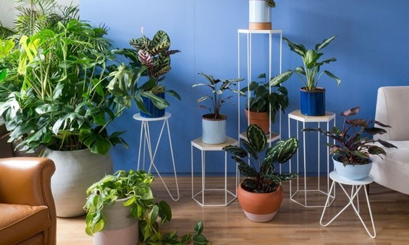 Saiba como manter suas plantas vivas durante a sua viagem de férias