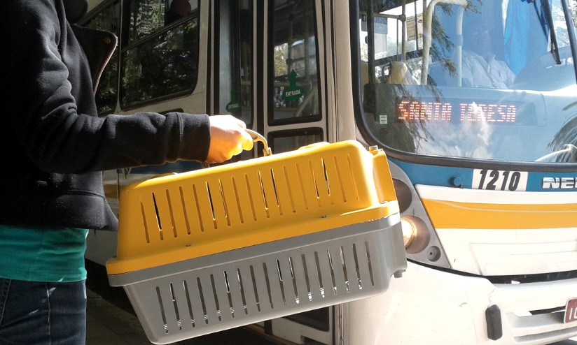 Férias: animais de estimação podem viajar em ônibus intermunicipais
