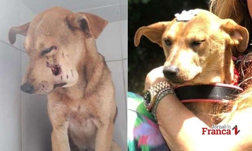 Denúncias de violência contra animais crescem em Minas Gerais e no Brasil
