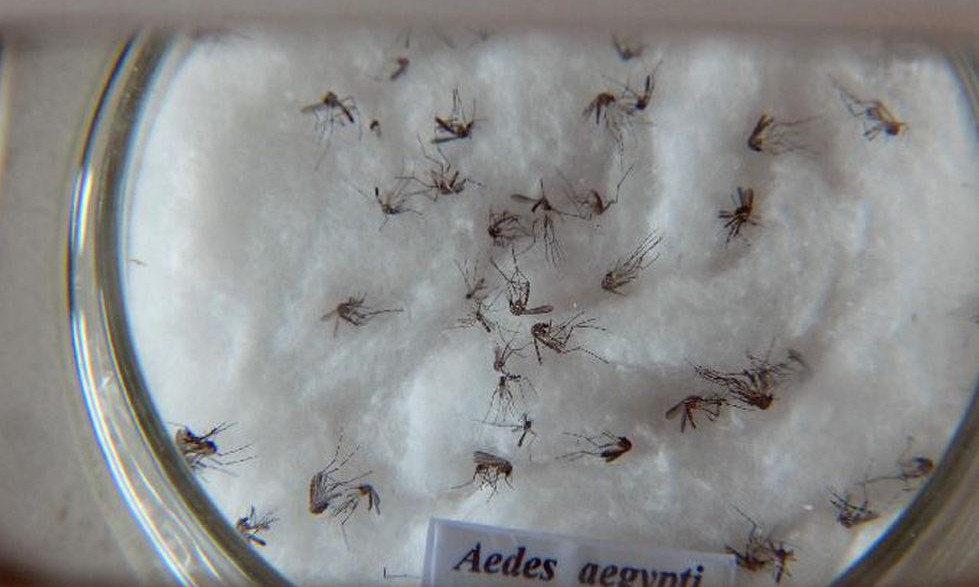 Circulação de dengue tipo 2 em 19 cidades coloca Estado de SP em alerta