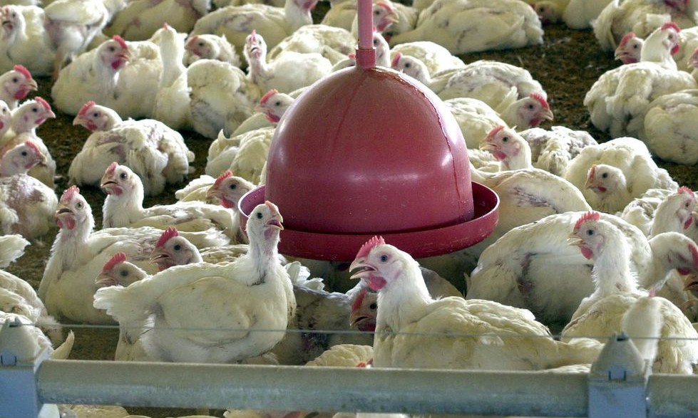 Anvisa proíbe venda de lotes de frango e derivados da Perdigão