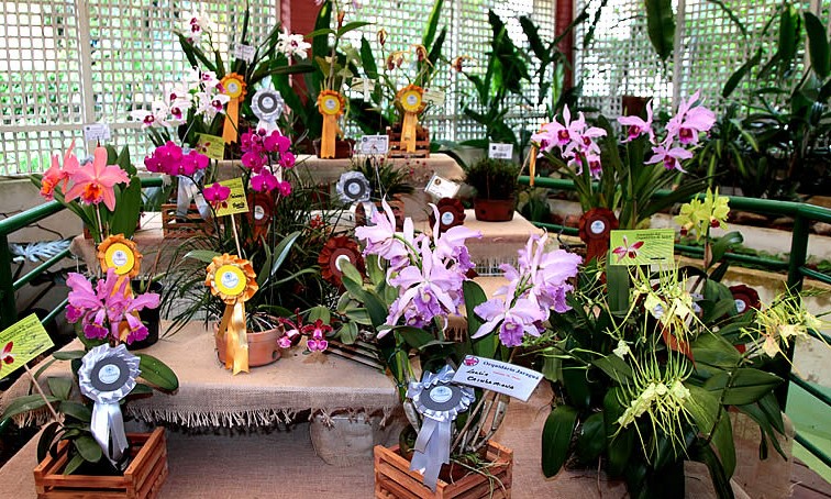 XXXV Exposição Nacional de Orquídeas acontece em março no Champagnat