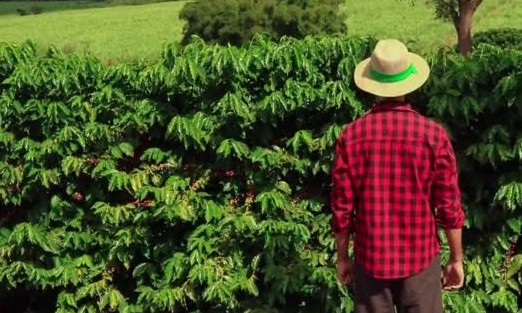 Baixo volume de chuvas e calor deixam produtores de café em estado de alerta