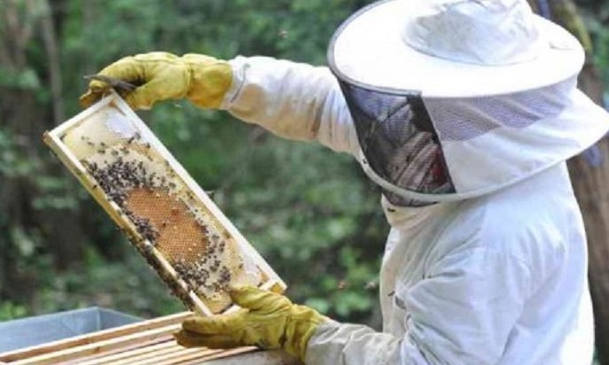 Curso gratuito de apicultura tem inscrições abertas até 18 de março