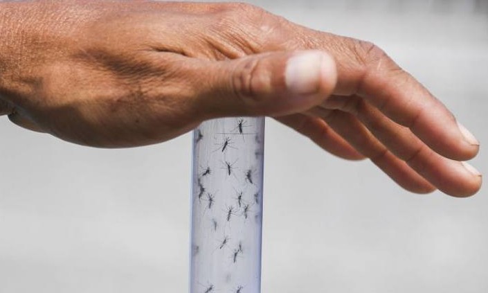 Sobe para 2.503 casos suspeitos de dengue em Franca e epidemia é temida