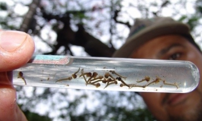 Franca já registra quase mil casos suspeitos de dengue e população se preocupa