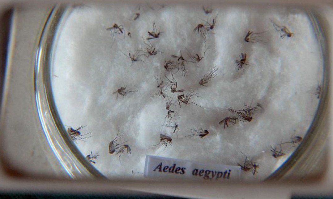 Casos de dengue no Brasil aumentam 149% em janeiro deste ano