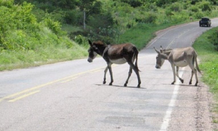 Animais na pista obrigam motoristas a redobrar o cuidado pelas estradas
