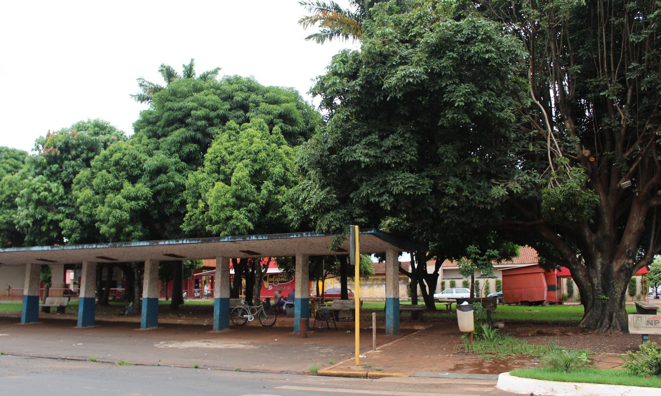 Árvores com risco de queda e inadequadas ao ambiente urbano serão retiradas