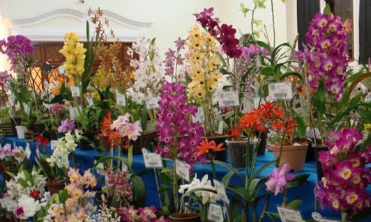 Exposição de Orquídeas acontece de 29 a 31 de março no Champagnat