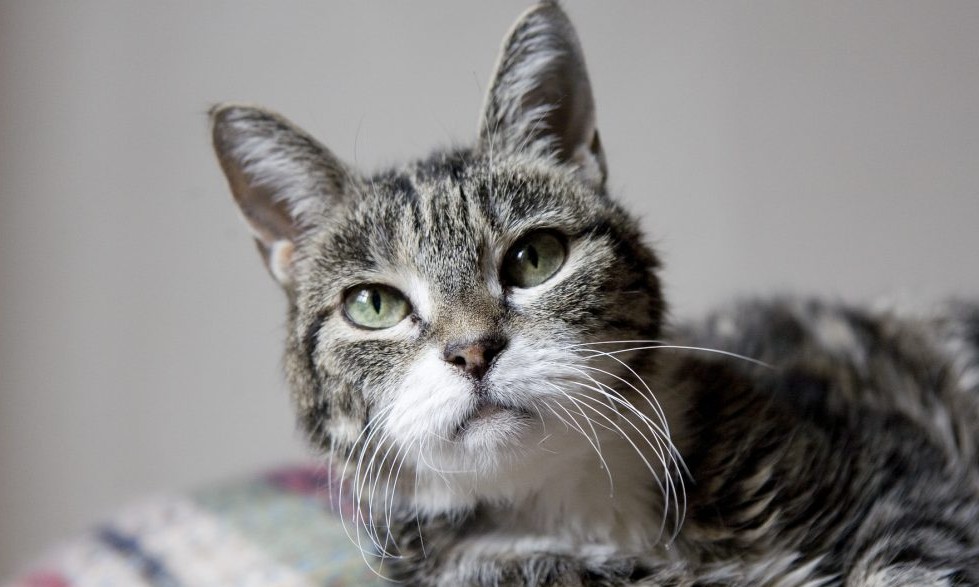 Especialista alerta: 50% dos gatos idosos apresentam alguns problemas renais