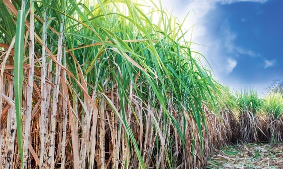 Produção de cana de açúcar registra redução de 4% na região e situação preocupa