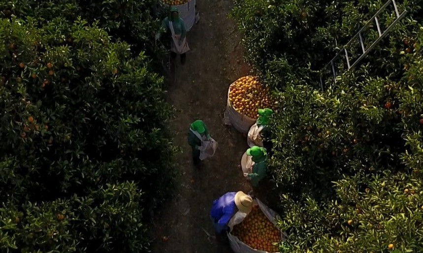 Bebedouro enfrenta 1,9 mil demissões com fim da safra da laranja
