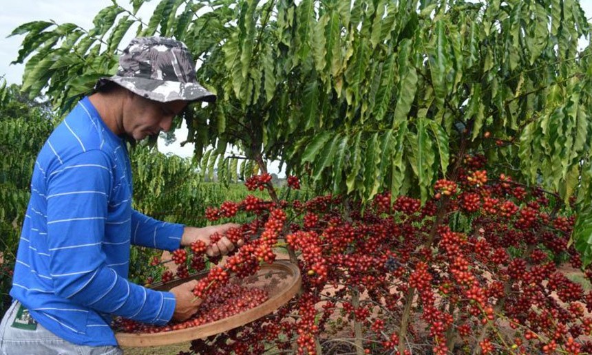 Em razão do calor e excesso de floradas, Brasil vai colher café mais cedo em 2019