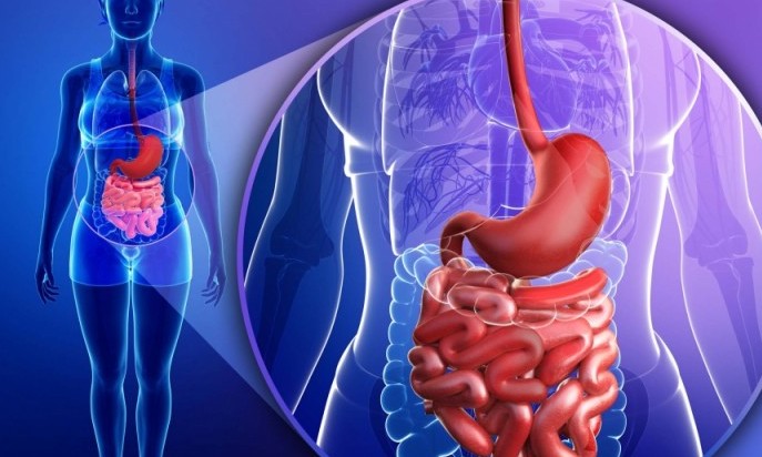 Descoberto novo tratamento contra inflamações intestinais