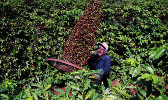 Produção de café do Brasil cresce 56% em volume e só 34% em faturamento bruto