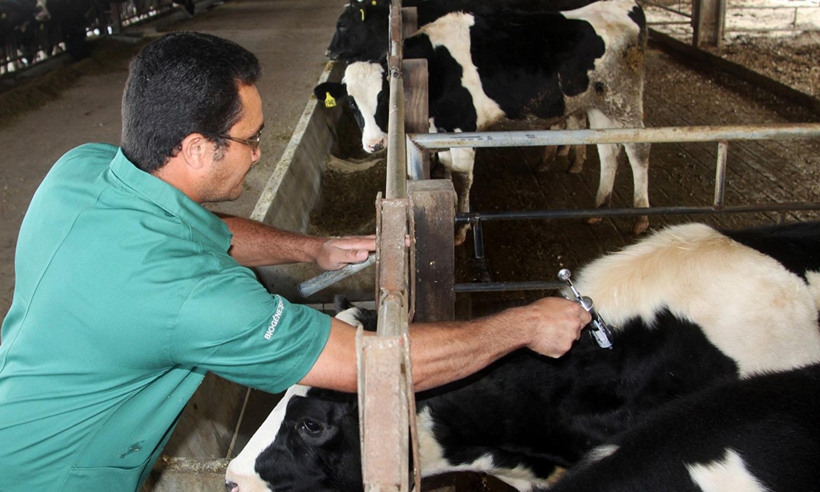 Febre Aftosa: a partir de maio, dose da vacina será reduzida em todo o país