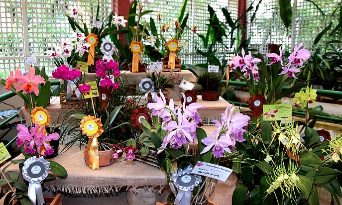 35ª Exposição de Orquídeas começa nesta sexta-feira, 29, com entrada gratuita