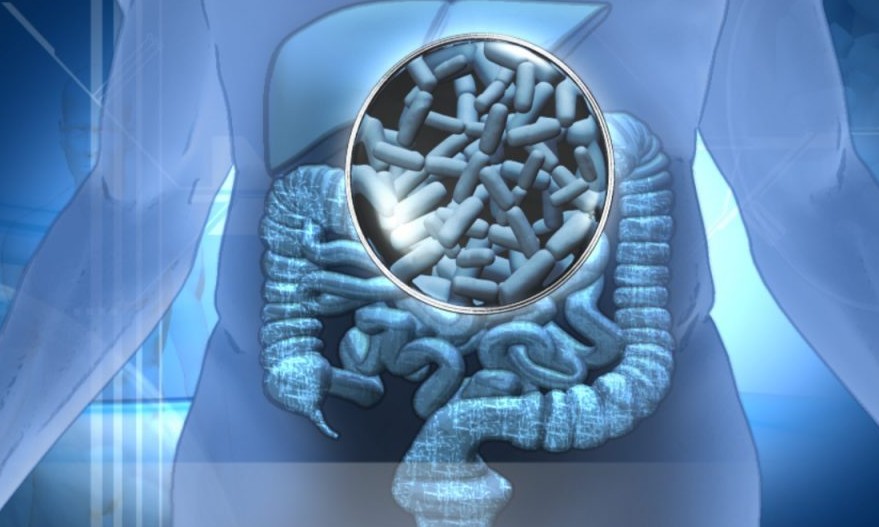 Bactérias que melhoram o funcionamento da flora intestinal e do organismo