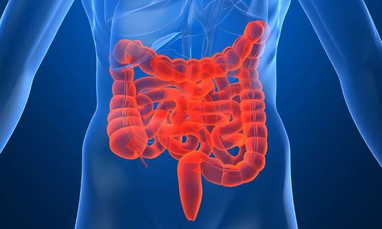 Estudo encontra relação de bactérias do intestino e o câncer colorretal