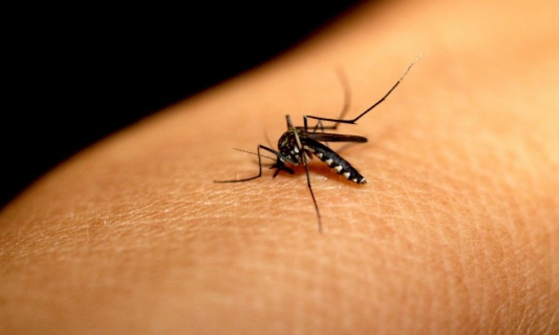 Dengue: sintomas são facilmente confundidos e atrasam diagnóstico