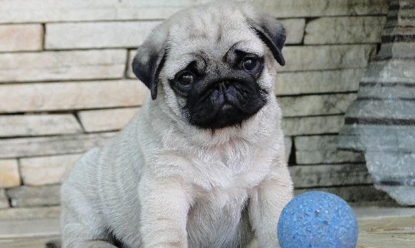 1º Encontro Pet começa nesta sexta,19 de abril, no Mercadão Francano