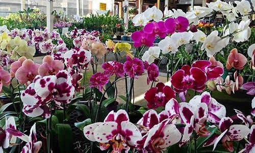 RibeirãoShopping recebe exposição de orquídeas neste fim de semana