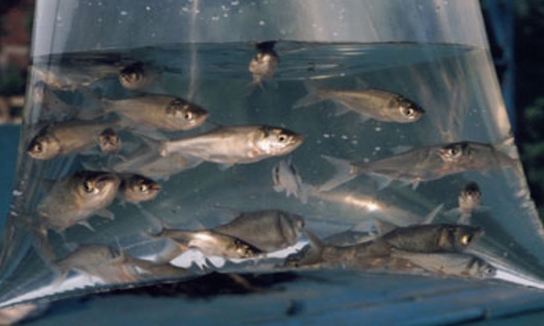 Milhares de peixes serão distribuídos de graça pela Prefeitura nesta segunda, 29