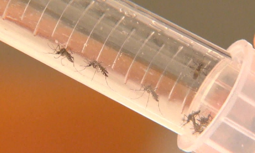 Epidemia? Ribeirão Preto registra aumento de 698% nos casos de dengue