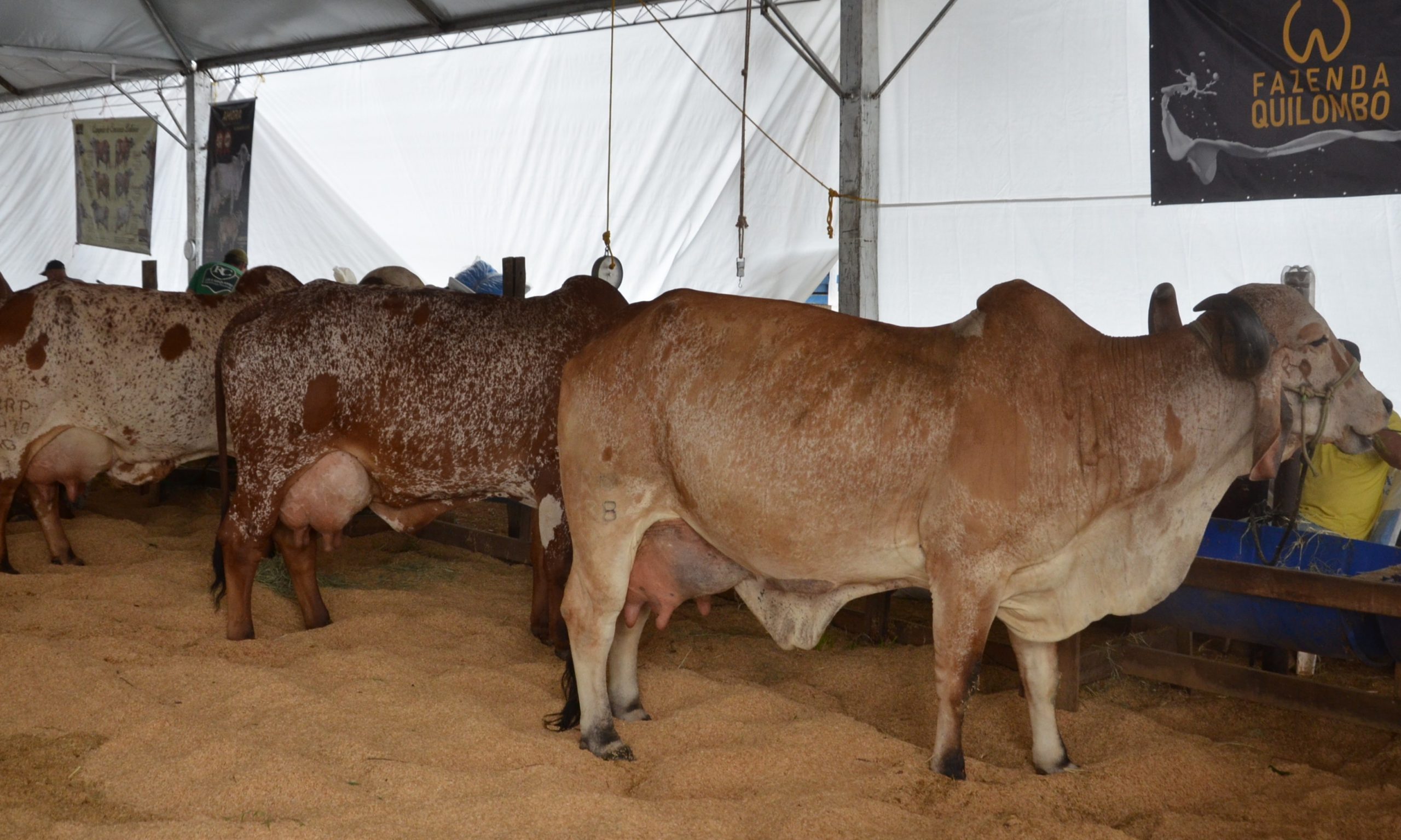 Expoagro 2019: Torneio Leiteiro Gir dá início às atividades da feira