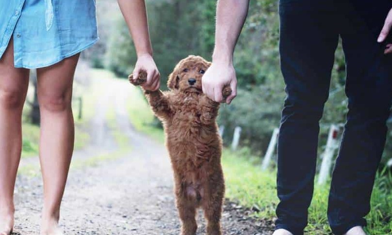 Direito PET: Após o divórcio, como definir a guarda do animal de estimação?