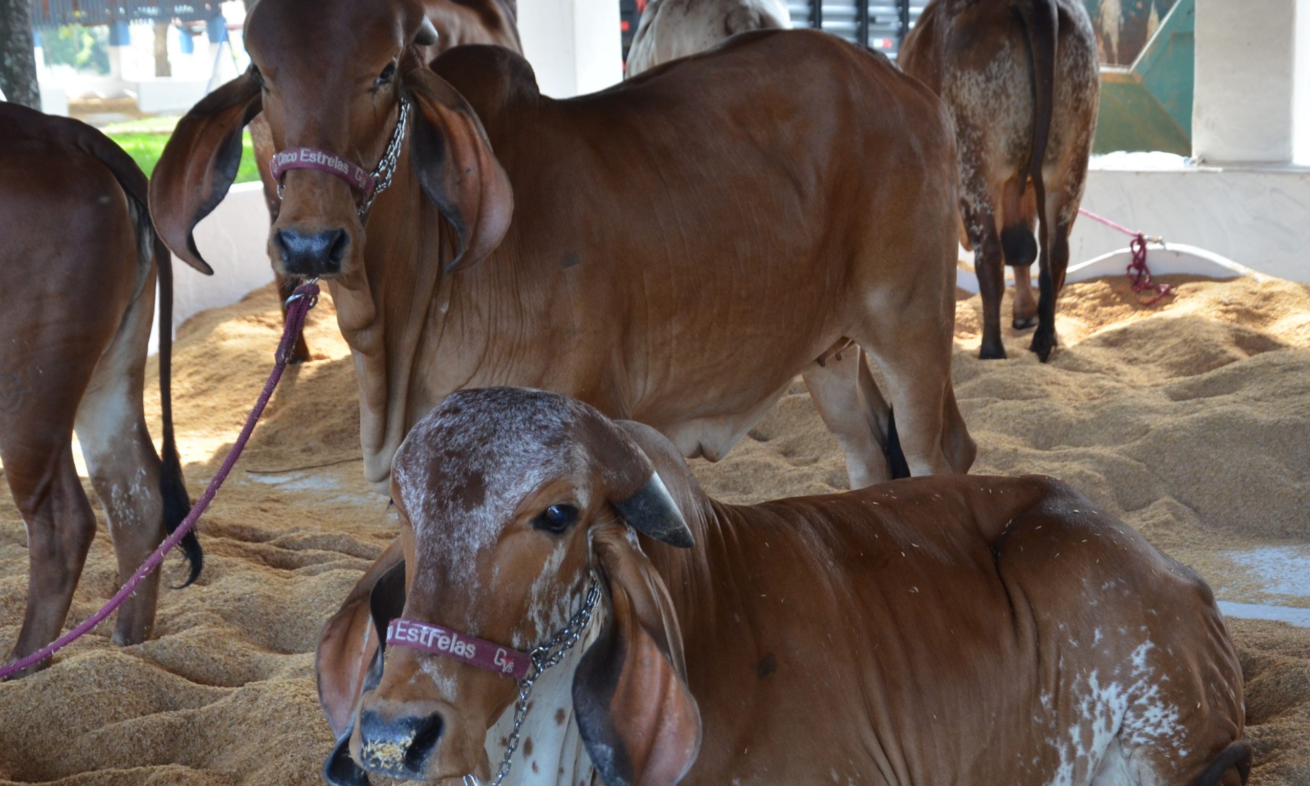 Expoagro: animais começam a chegar no Parque Fernando Costa