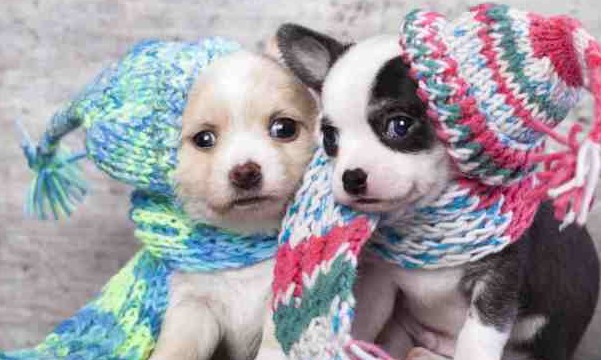 Queda das temperaturas e o ar mais seco deixam os pets vulneráveis a infecções