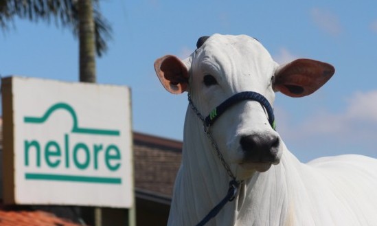 Franca recebe exposição oficial do Ranking Nacional Nelore na 50ª Expoagro