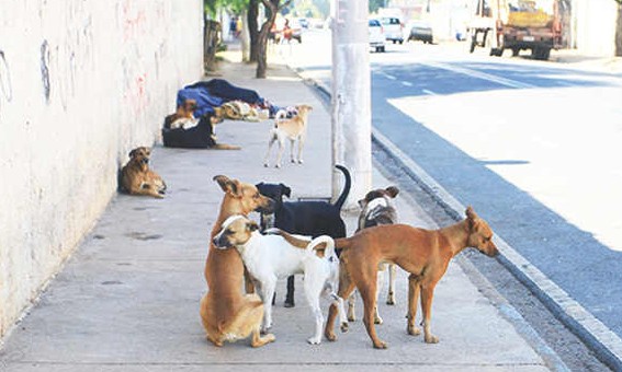 Prefeitura aumenta para 610 o número de castrações de animais por mês na cidade