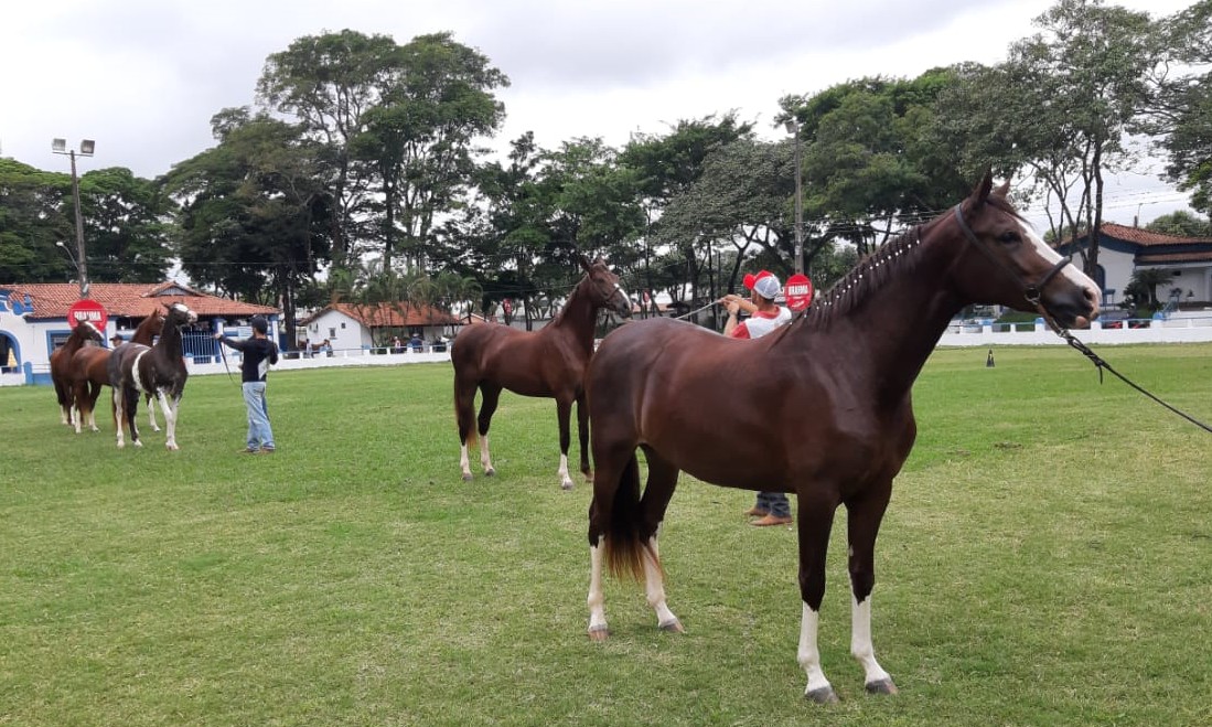 Hipismo e Prova dos Três Tambores encerram Expoagro no domingo, 02
